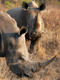 White Rhino and Calf, Sabi Sand Game Reserve, &copy;Chris Carrick